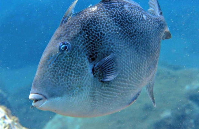 Snorkelling at Ponta de São Lourenço - Photo 2