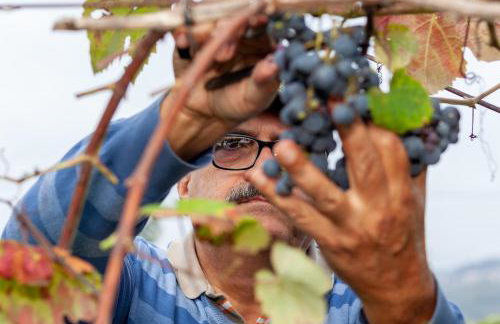 Casa da Eira "Lavoura da Bouça - Fruta Bio" - Foto 43