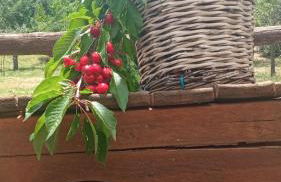 Etna, salvia e rosmarino - Foto 49