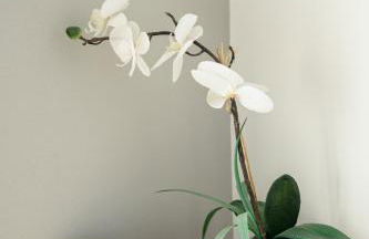 Christina´s Beachside Apartment - Foto 17