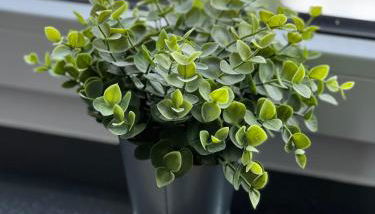 Königshof Monschau - Foto 3