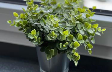 Königshof Monschau - Foto 3