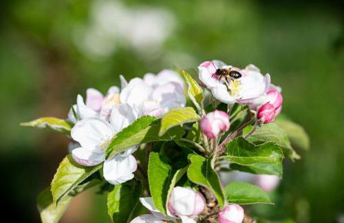 Villa Ladurner - Foto 36
