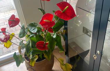 Harbour Sound Apartment, Ballycastle, Causeway Coast - Foto 8