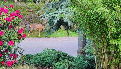 Aviemore Bungalow, Dalfaber - Foto 5, Garden view