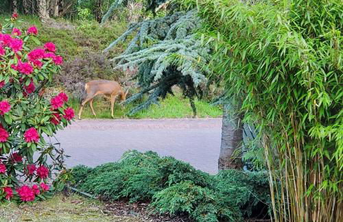 Aviemore Bungalow, Dalfaber - Foto 5