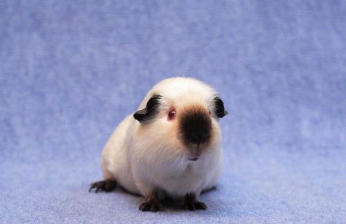 Le Logis des Chons à la campagne à Saint hilaire du Bois - Lys Haut Layon - Photo 46