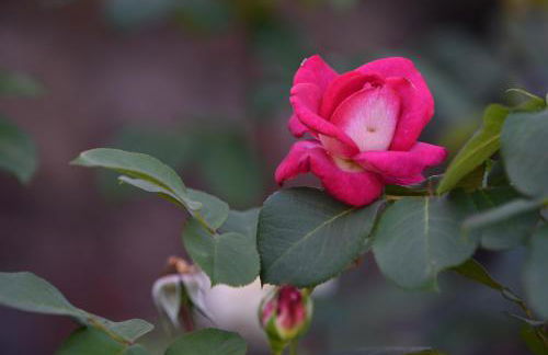 Haus Marianne am Maar| Ferienwohnungen - Foto 25