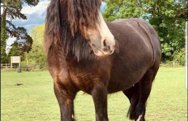 Tranquil Equestrian Escape - Sleeps 2 - Foto 19