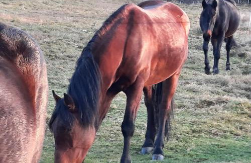 Dom Salamandra z panoramą gór - Foto 53