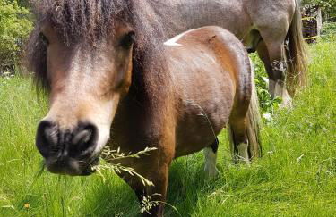 Doppelhaushälfte Nordwind vom Naturhof Usedom - Foto 39
