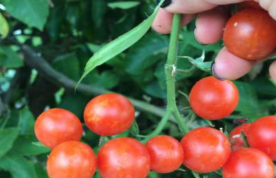 Casa dos chocalhos-Piscina-Perto Praia Fluvial-Vista incrível e sossego - Foto 24