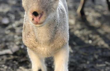 Monte da Rochela - Foto 18