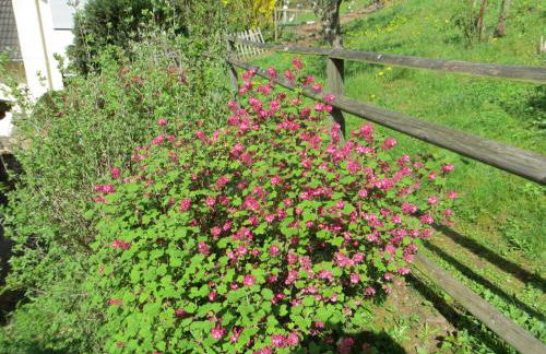 Ferienwohnung Wagner 4 Sterne - Photo 27