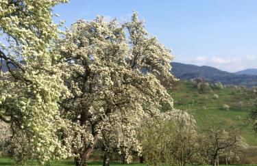 Ferienwohnungen Brack in Gaggenau - Foto 23