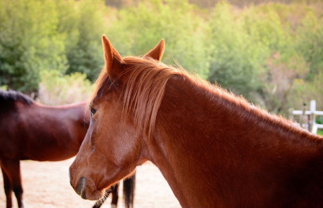 Clouds End Farm - Foto 40