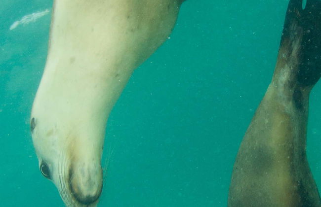 Nado con leones marinos en Plettenberg Bay - Foto 1