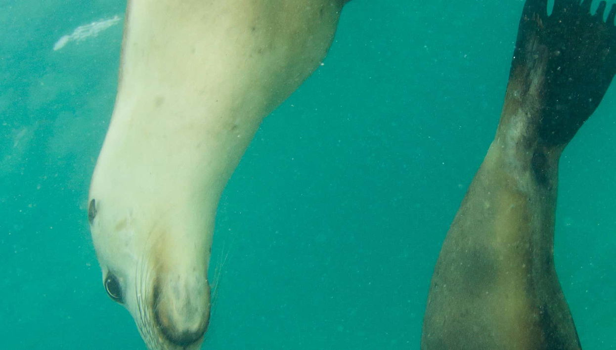 Nado con leones marinos en Plettenberg Bay
