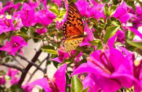Fazendinha Parque Raposa - Foto 25