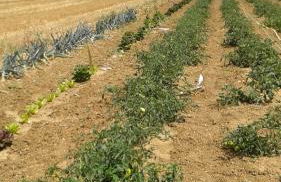 Agriturismo La Ginestrella - Foto 13