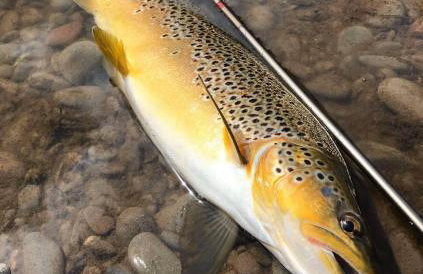 Stable Cottage - Foto 16