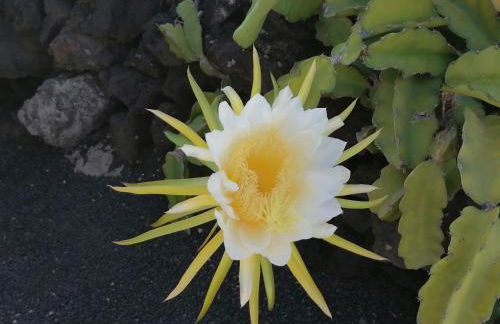 Apartamento Kokozun 28 - Foto 38