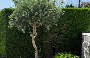 Quinta dos Sonhos - Foto 14