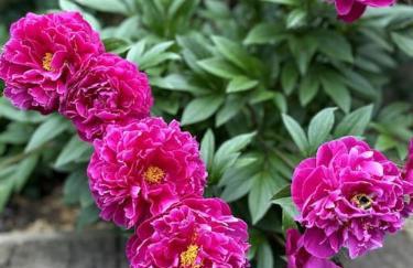 Garden flat in London - Foto 15