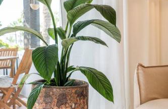 Costalita one bedroom apartment - Photo 35