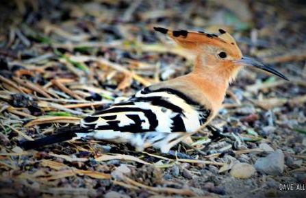 CozyHome - Cabanas - Photo 37