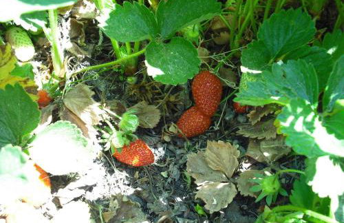 Quinta da Alma Cheia - Foto 48