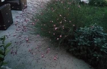 Dream Beloc House Lopud Island - Photo 38