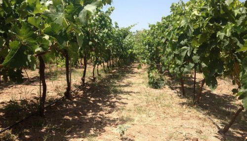 George Paradise - Foto 5