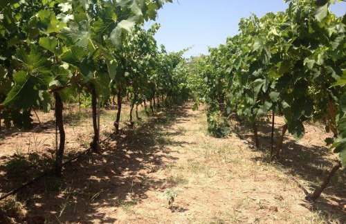 George Paradise - Foto 5