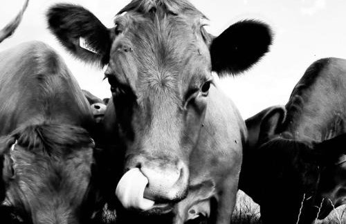 Entire flat 2 to 4 pers 1 bed 1 bath disabled access for limited disability - Foto 17