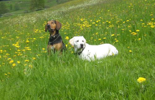 Gästehaus Hundelbach - Foto 37