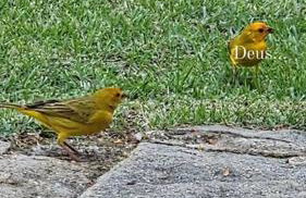 CASA AMARELA RECANTO Mesmo bairro da pizzeria Borgo Del Vino - Foto 39