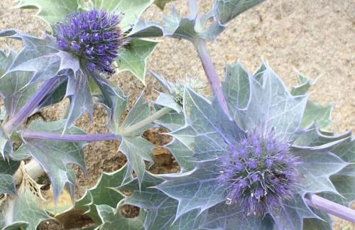Maison près de la Pointe du Raz - Foto 18