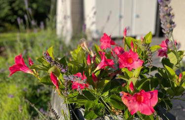 Niebieski Domek - Foto 70