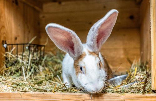 Blockhaus 2 - Foto 33