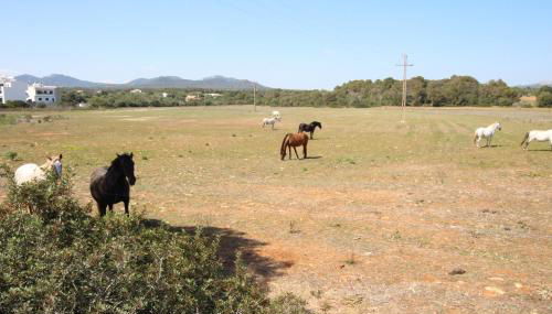 Can Alou ETV9643 - Foto 3