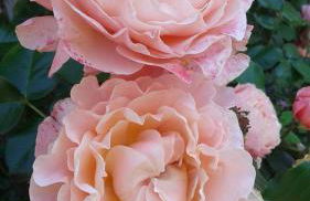 Villa l'Edenca - Foto 21