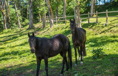 Domaine de Malpas - Foto 11