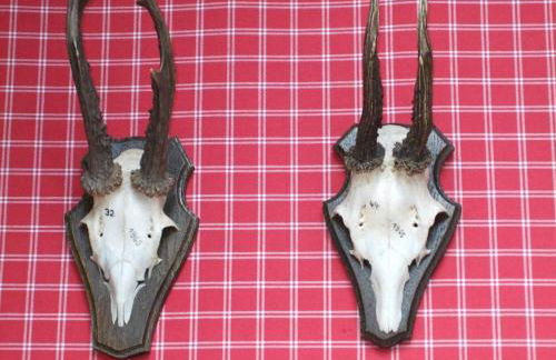 Landhaus in der Irlau - Foto 22