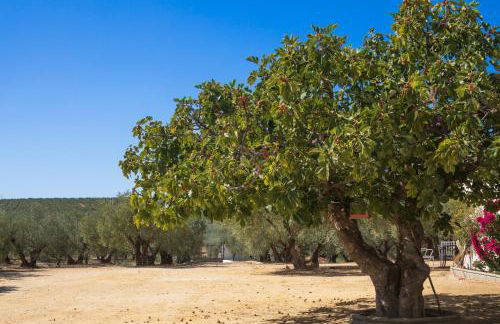 Finca Olivo Llorón - Foto 35