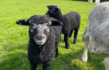 Motts Lodge - Photo 7