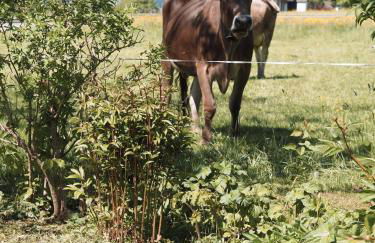 NaturNest Durchatmen - Skipass im Winter und Bergbahnen im Sommer inklusive - Foto 43