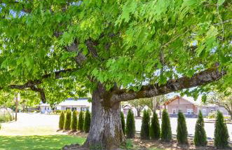 Peak View Corvallis - Spacious Outdoor Dining w/Fire Table - Close to Downtown & OSU - Foto 33