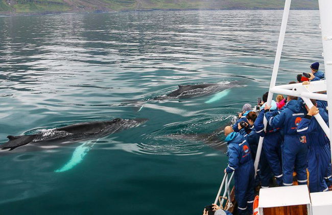 Avvistamento Classico di Balene da Dalvík - Foto 7