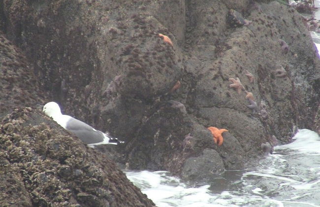 Admiral's Beach Retreat - Foto 40